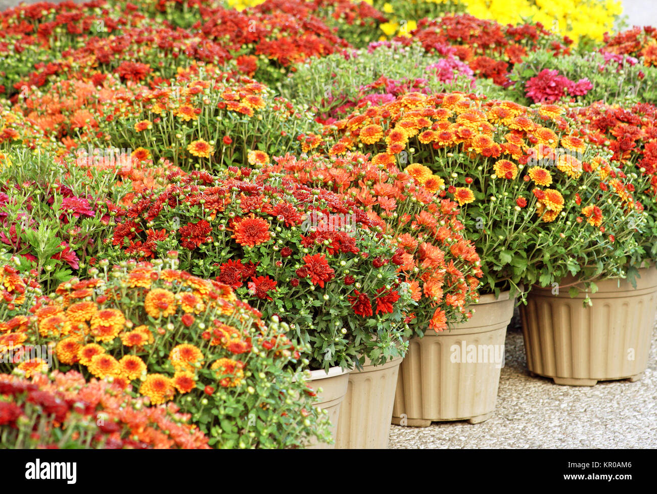 Colorful Garden Mums For Sale Stock Photo Alamy