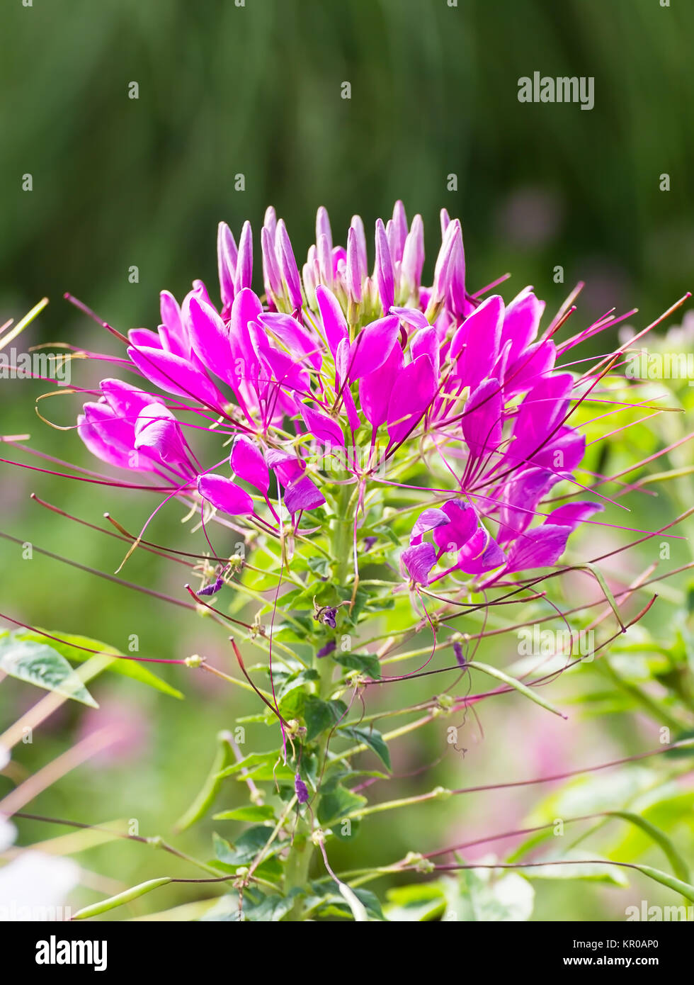 Pink spider flower Stock Photo - Alamy