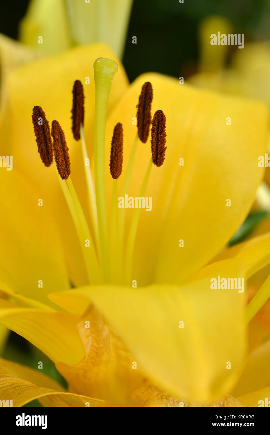 Beautiful lily growing in garden Stock Photo Alamy
