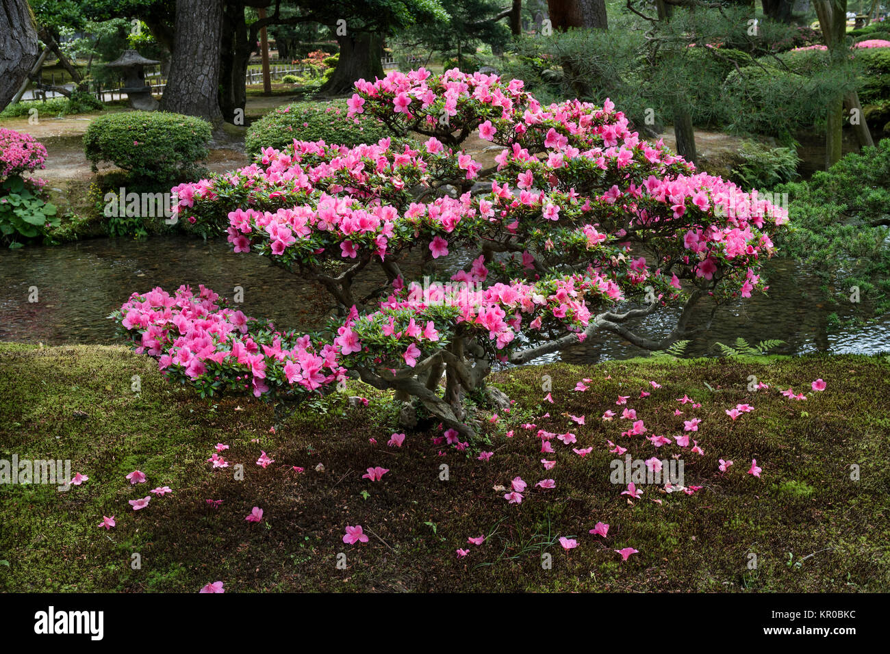 Kanazawa - Japan, June 9, 2017: Pink flowering azalea shrub in Gyokuseninmaru Garden at Kanasawa castle in springtime Stock Photo