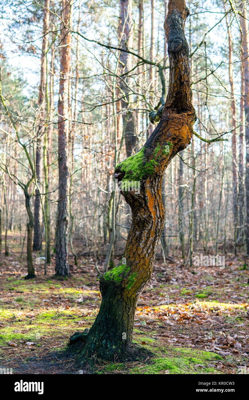 Polish forest Stock Photo