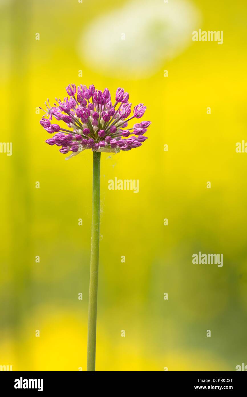 flowering leek / blooming leek Stock Photo