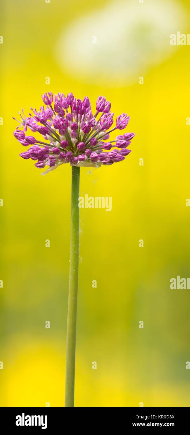flowering leek / blooming leek Stock Photo
