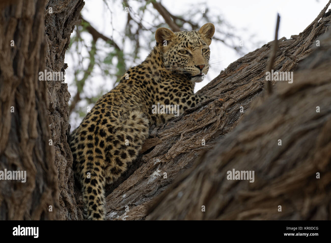 Leopard (Panthera pardus), lying in a tree, alert, Kgalagadi Transfrontier Park, Northern Cape, South Africa, Africa Stock Photo
