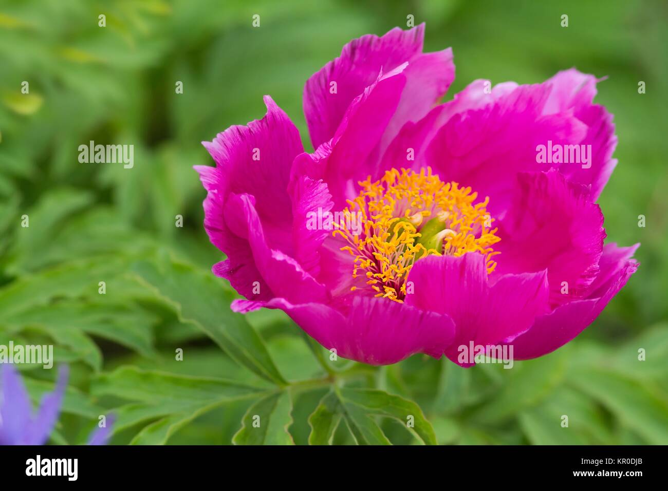 paeonia officinalis / common peony Stock Photo