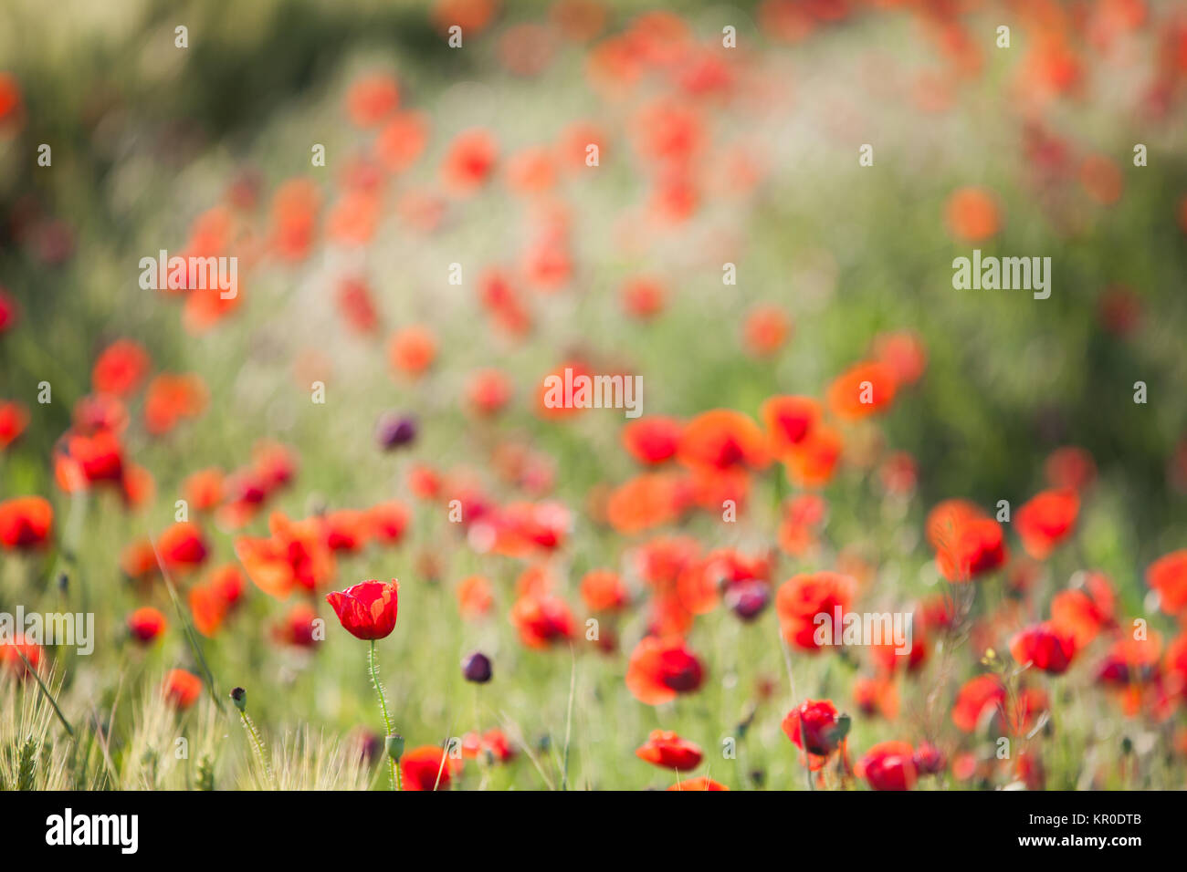 Nice poppy picture hi-res stock photography and images - Alamy
