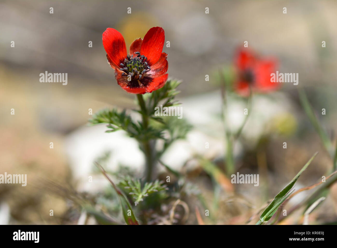 Pheasant's-eye (Adonis annua) in flower. Plant in the buttercup family (Ranunculaceae) growing on hillside in Azerbaijan Stock Photo