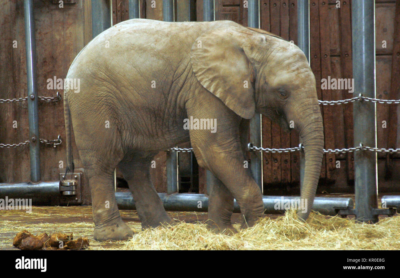 Wuppertaler zoo hi-res stock photography and images - Alamy