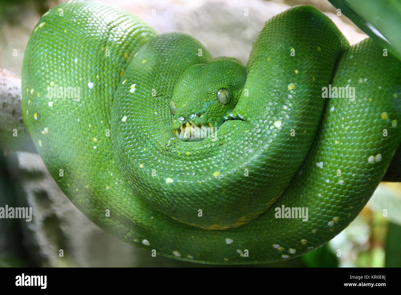 green tree python Stock Photo - Alamy