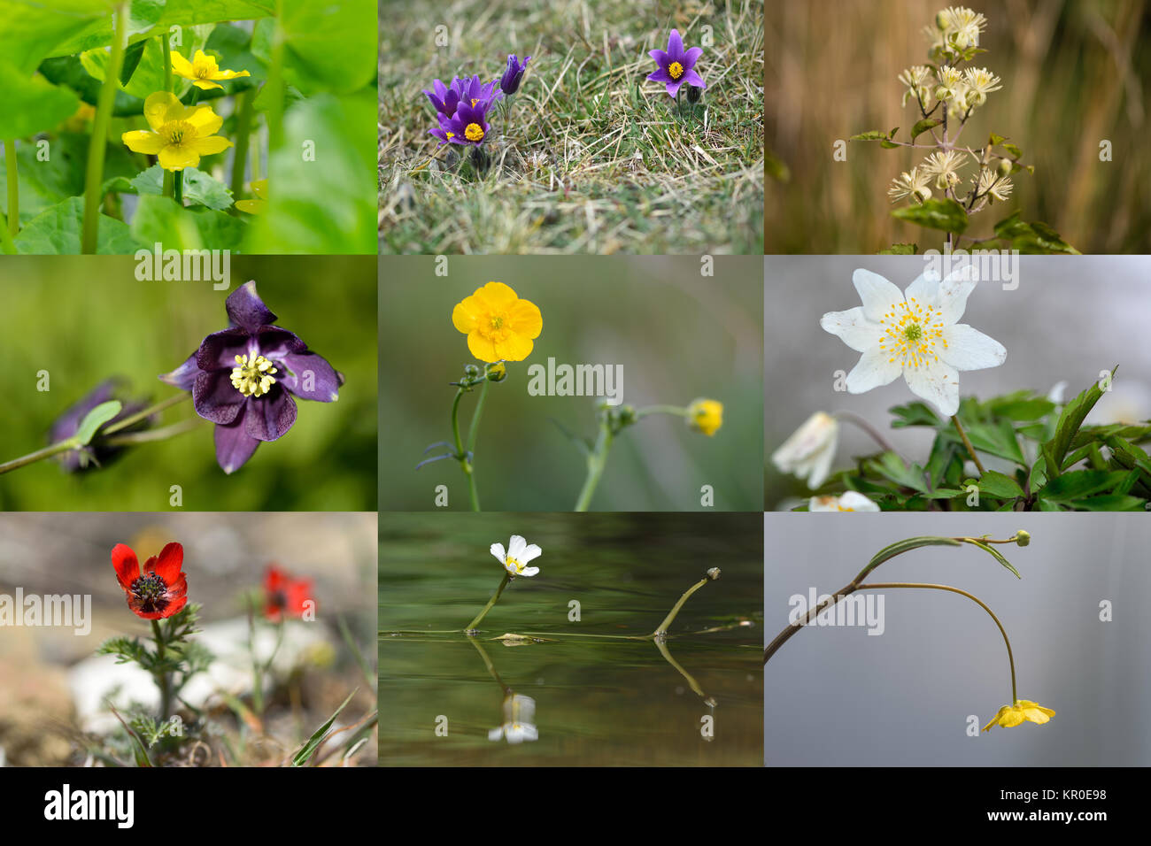 Selection of British plants in the buttercup family. Wildflowers in the family Ranunculaceae native to the UK Stock Photo