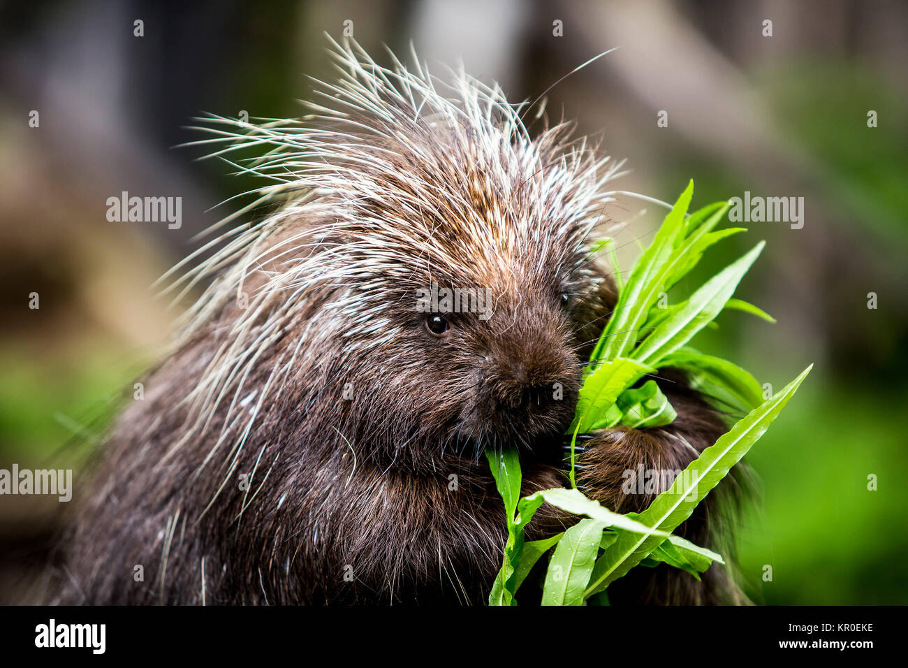 https://c8.alamy.com/comp/KR0EKE/new-world-porcupine-eating-KR0EKE.jpg