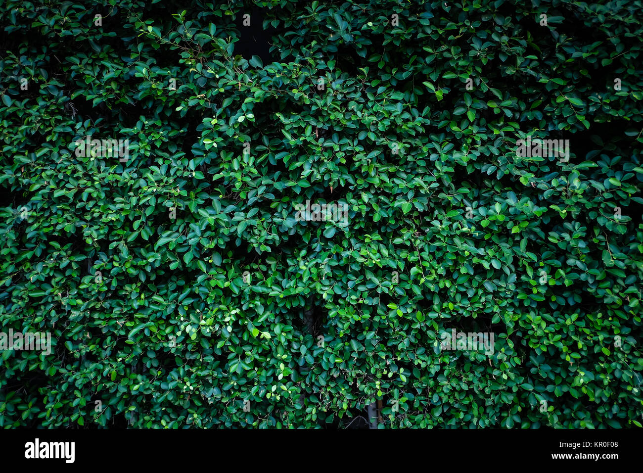 Texture of beautiful green tree fence Stock Photo - Alamy