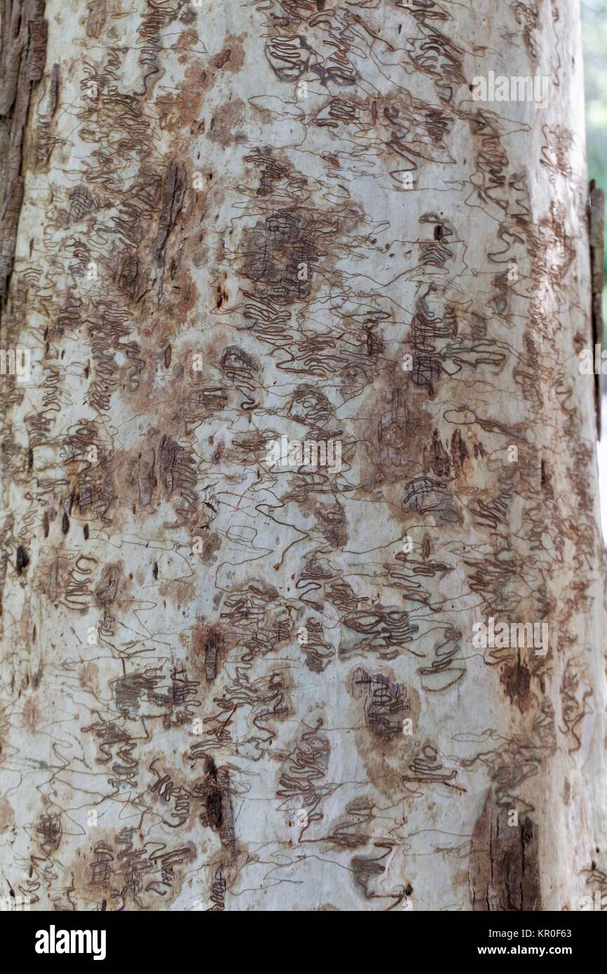 bark beetle pattern of eucalyptus tree Stock Photo