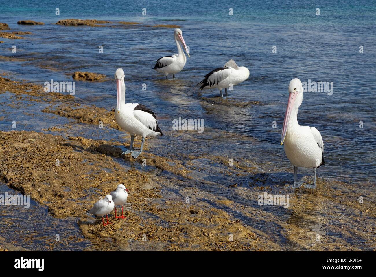 glasses pelicans Stock Photo