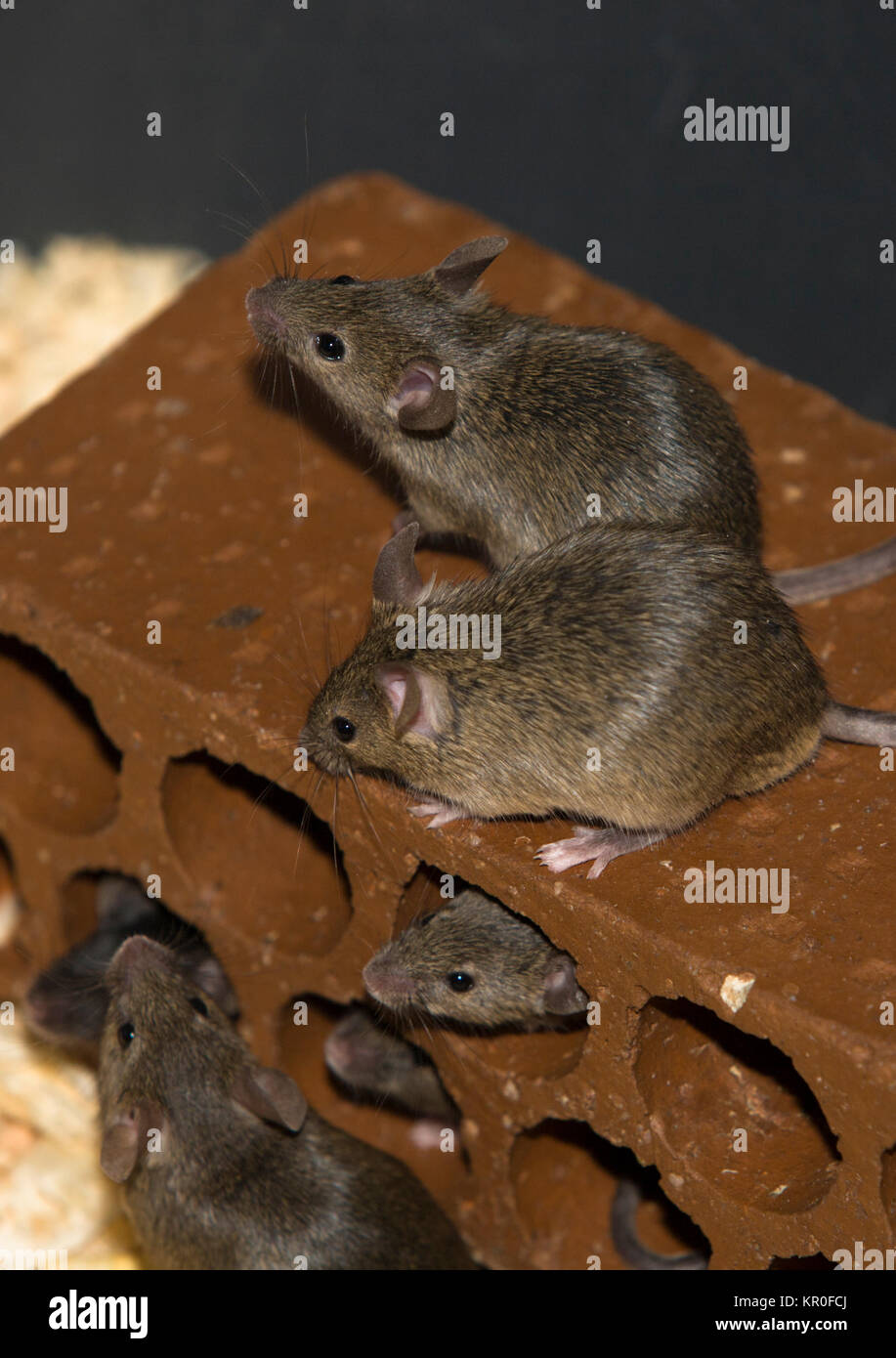 Mice on brick Stock Photo