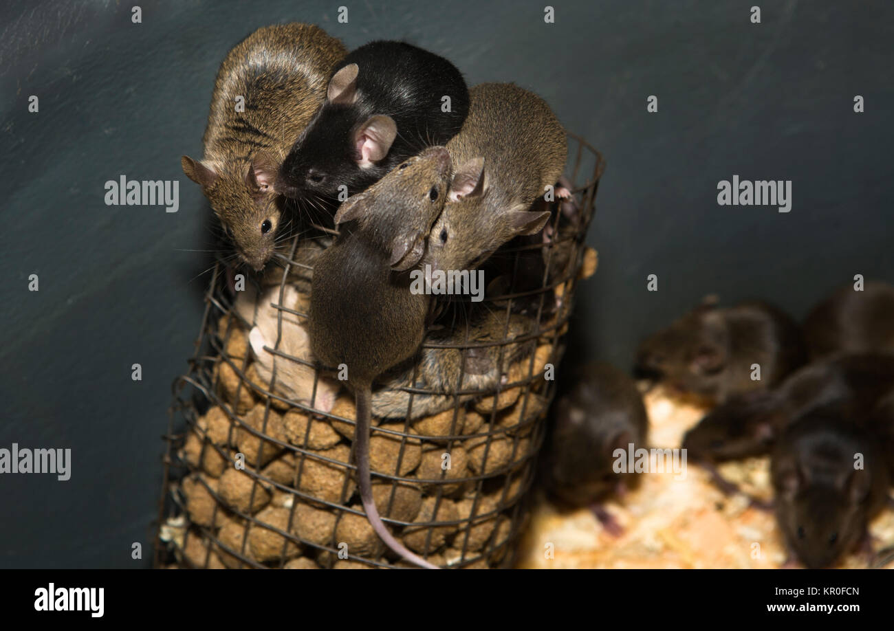 Mice breed Stock Photo