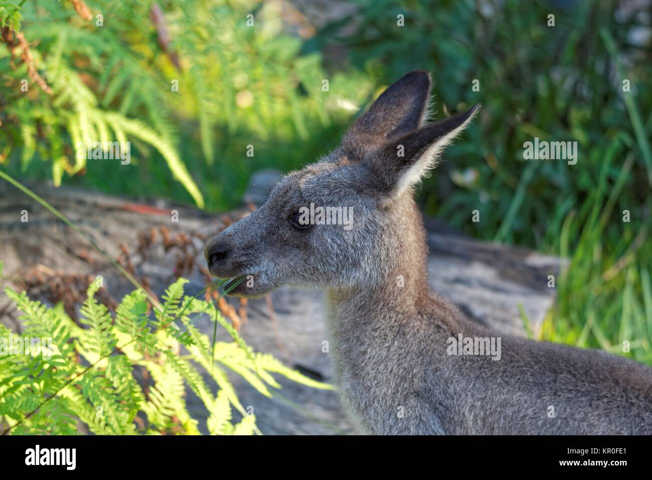 eastern grey kangaroo Stock Photo