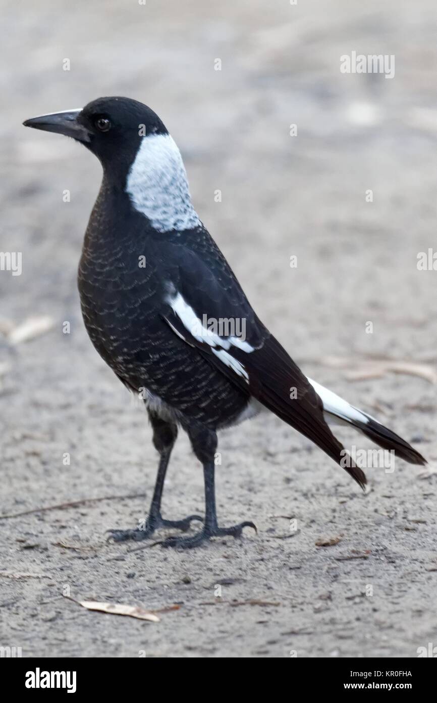 Flute bird hires stock photography and images Alamy