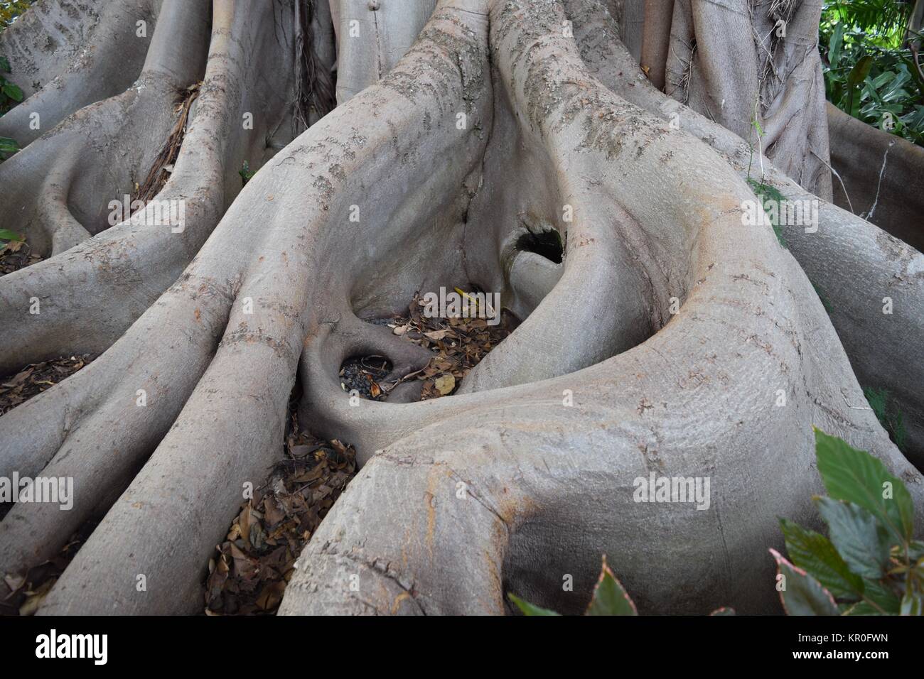ficus macrophylla - roots of an ancient,bicentennial,large-leaved fig Stock Photo