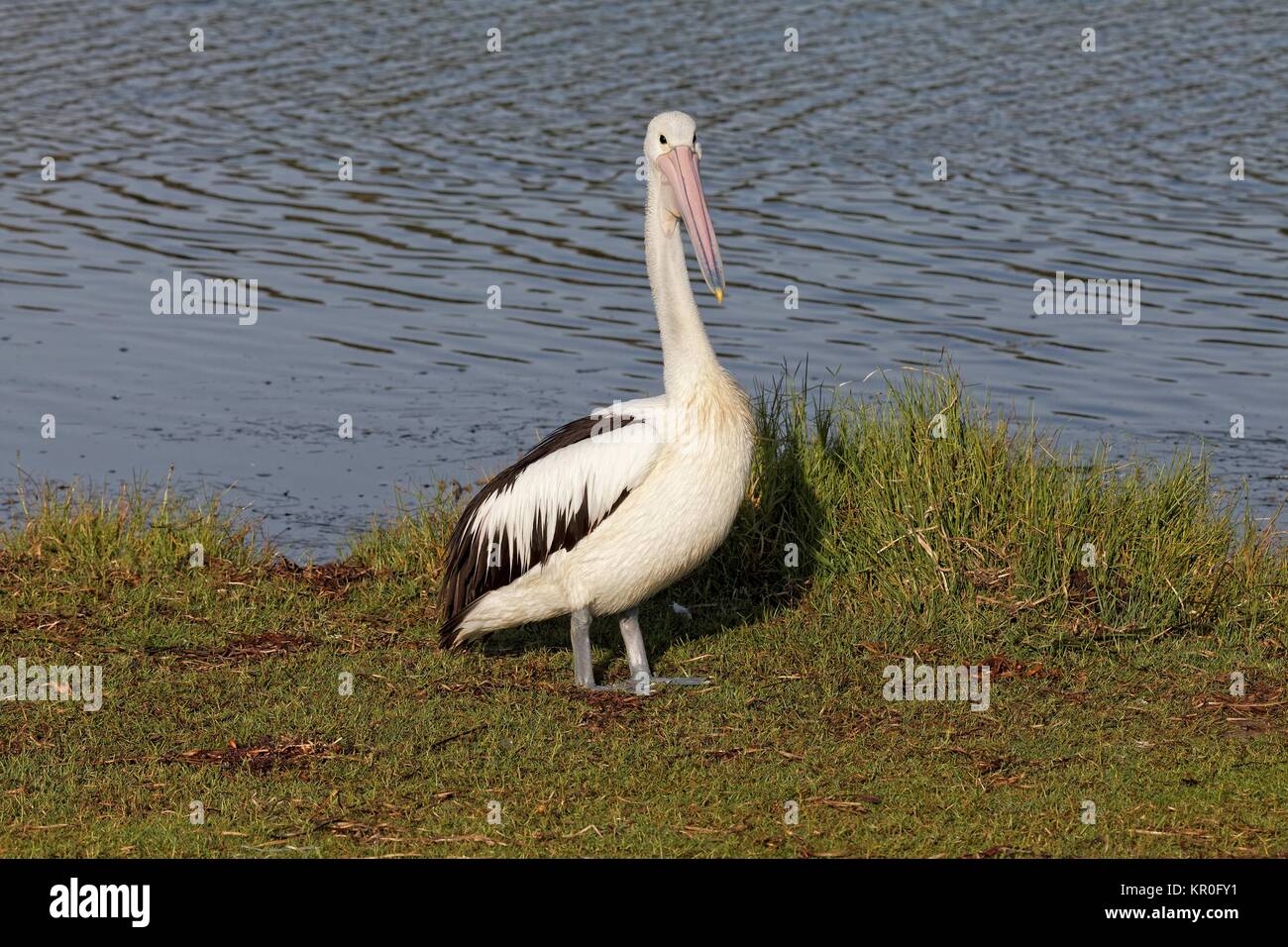 australian pelican Stock Photo