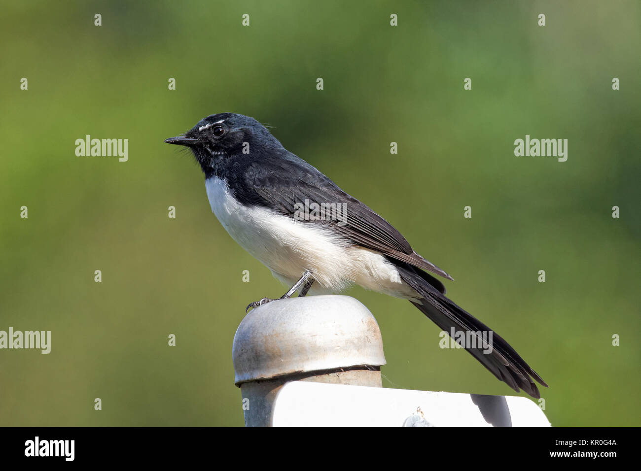 willie wagtail Stock Photo