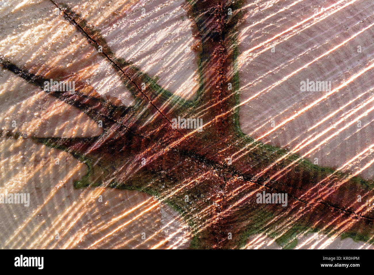 abstract pattern of a tree trunk Stock Photo
