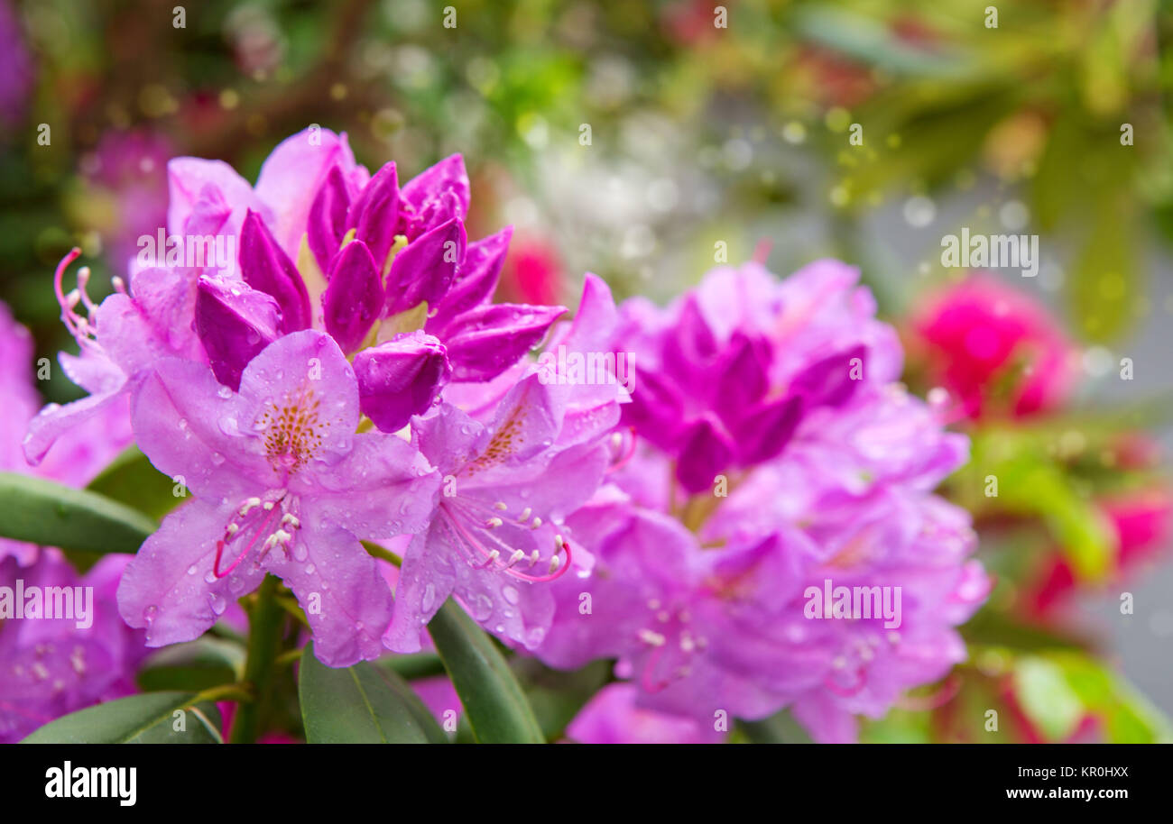 Pink Rhodos Closeup photo of a beautiful pink Pink Rhododendron Stock Photo - Alamy