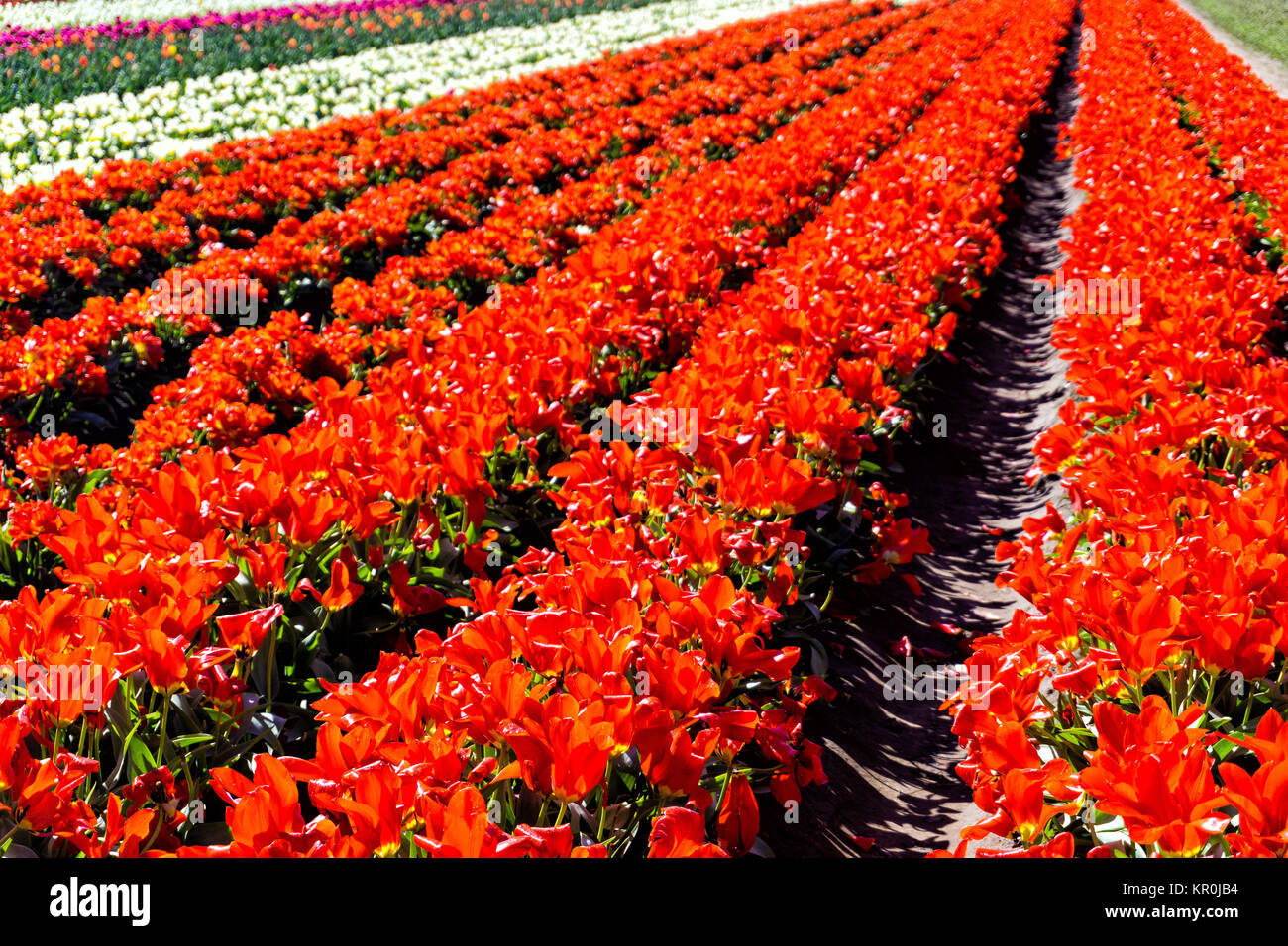 Rows of Red Tulips Stock Photo - Alamy