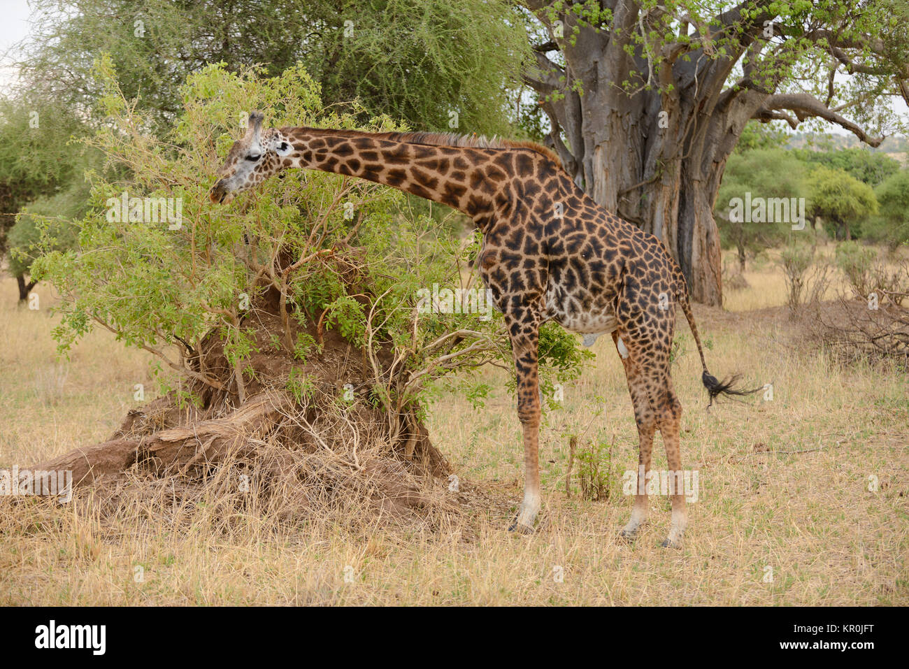 Masai Giraffe (scientific name: Giraffa camelopardalis tippelskirchi or 'Twiga' in Swaheli) image taken on Safari located in the Tarangire National pa Stock Photo
