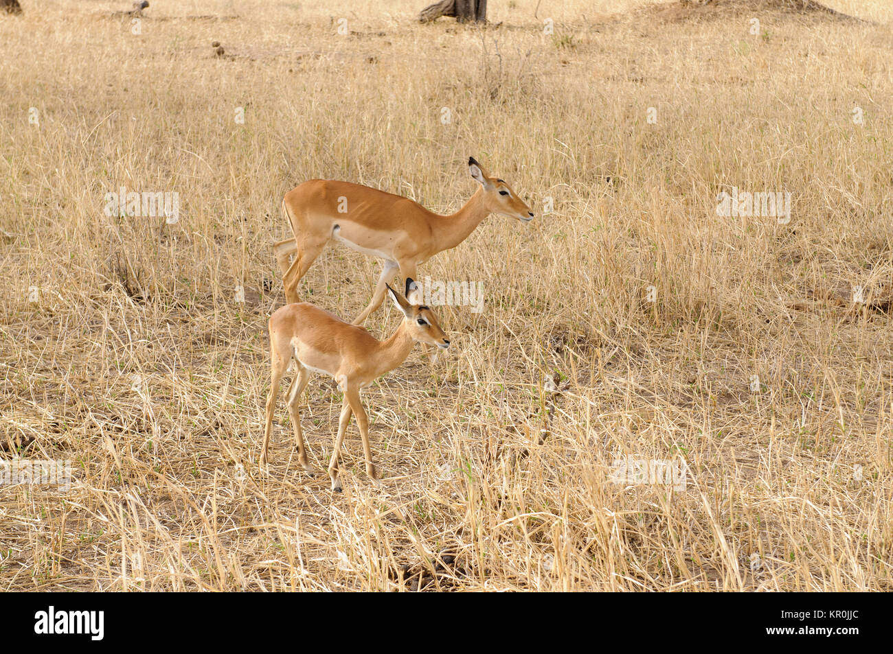 Swala impala hi-res stock photography and images - Alamy