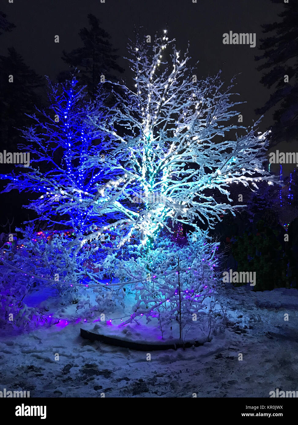 This photo, taken December 2017, shows a scene in the Gardens Aglow lights display at the Coastal Maine Botanical Gardens. At the time it was snowing. Stock Photo