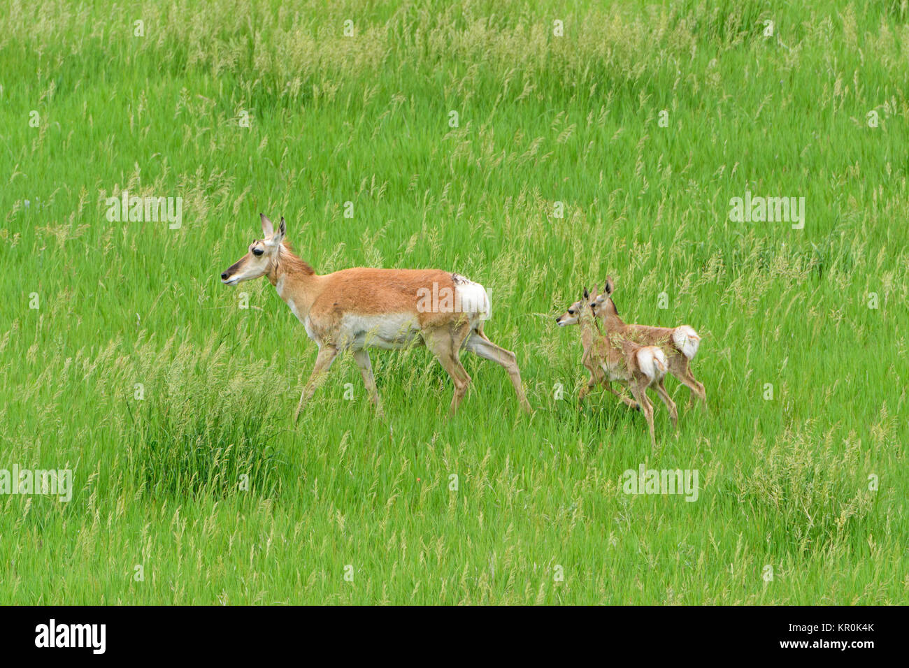 Pronghorn Antelope Mother with Babies in Custer State Park in South Dakota Stock Photo
