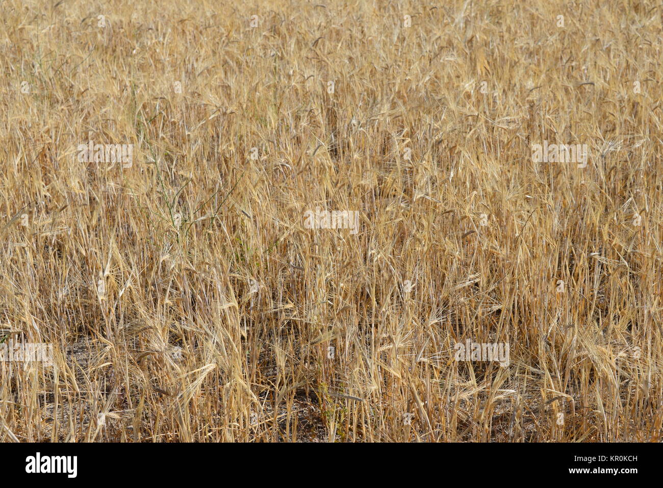 cornfield in spain Stock Photo