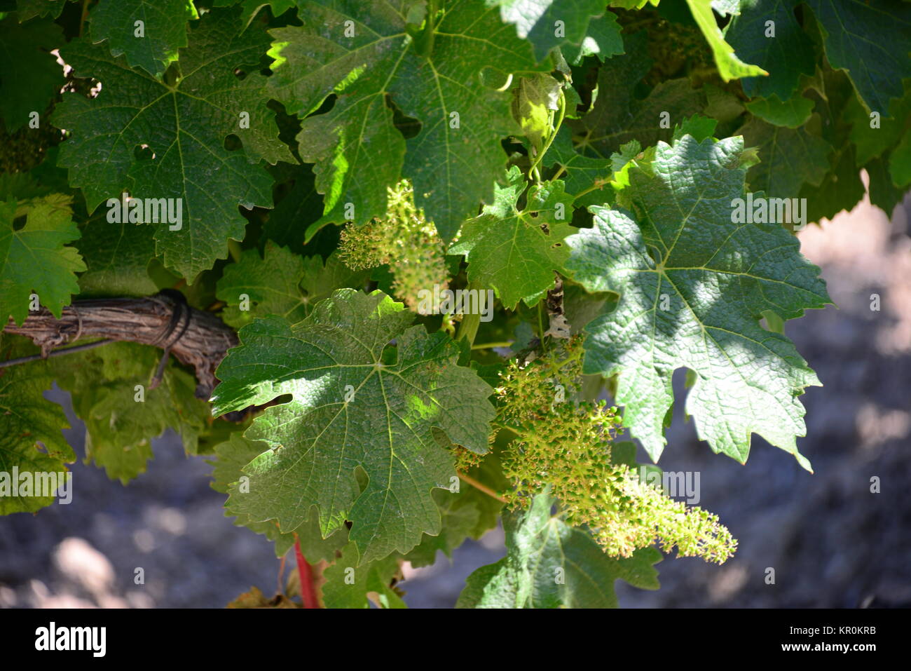 weinfeld in spain Stock Photo - Alamy