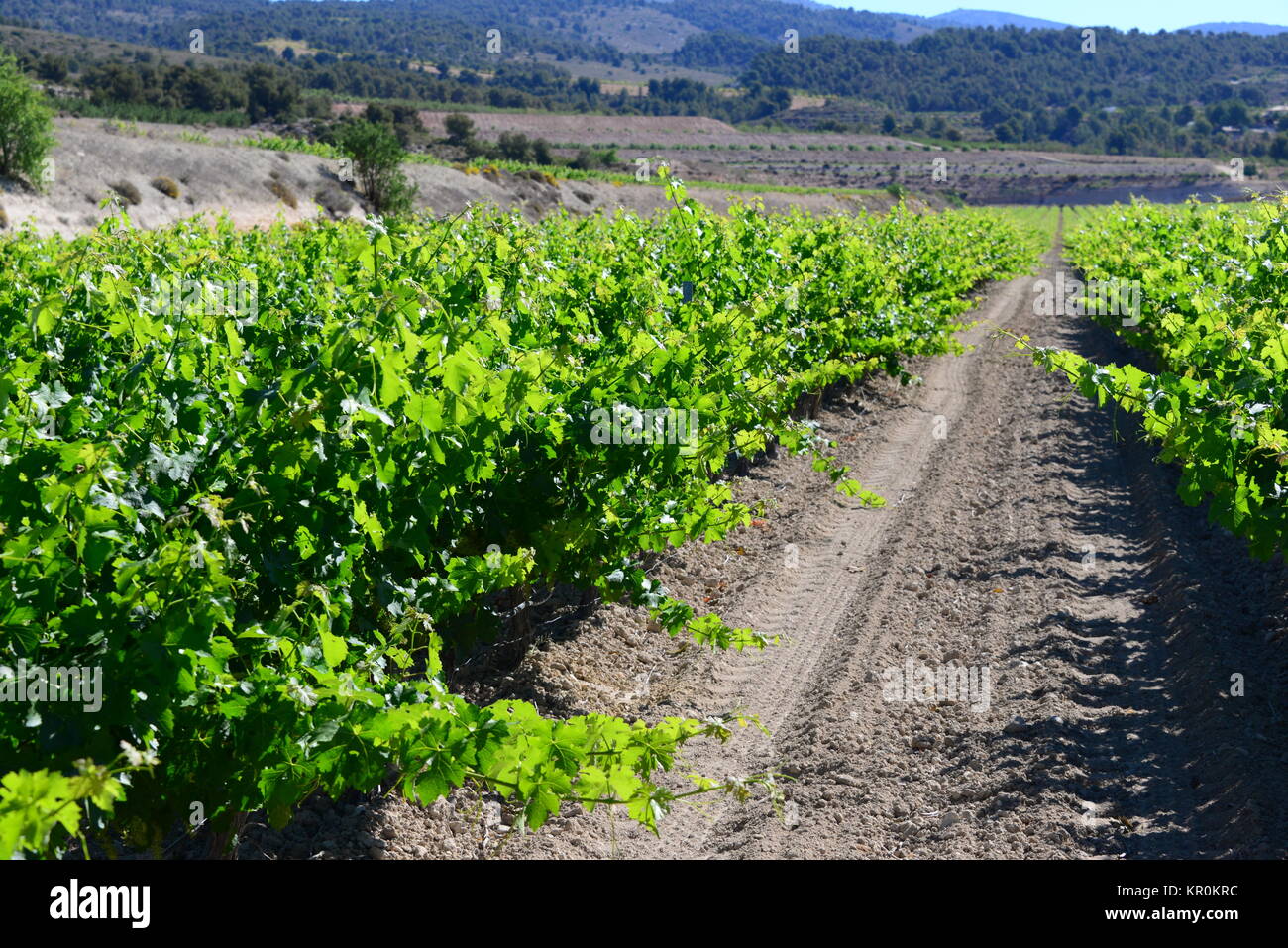 weinfeld in spain Stock Photo - Alamy