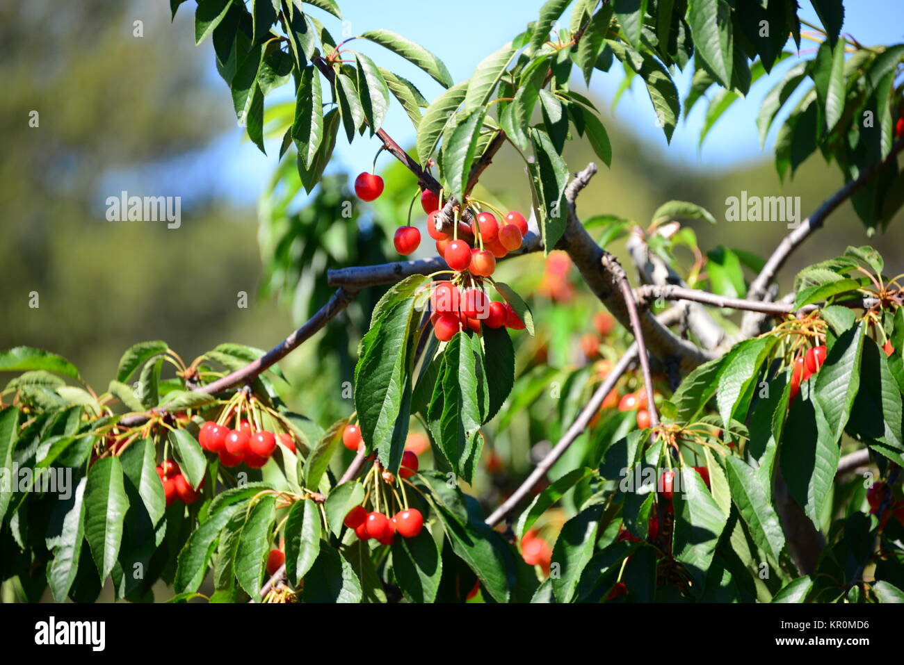 cherries on the tree in spain Stock Photo Alamy