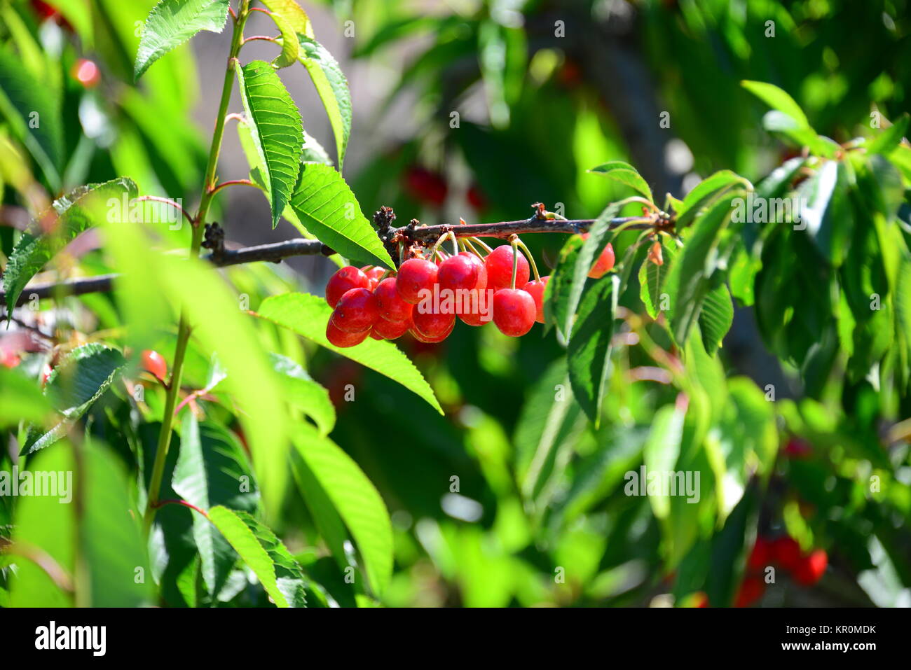 red cherries in spain Stock Photo Alamy