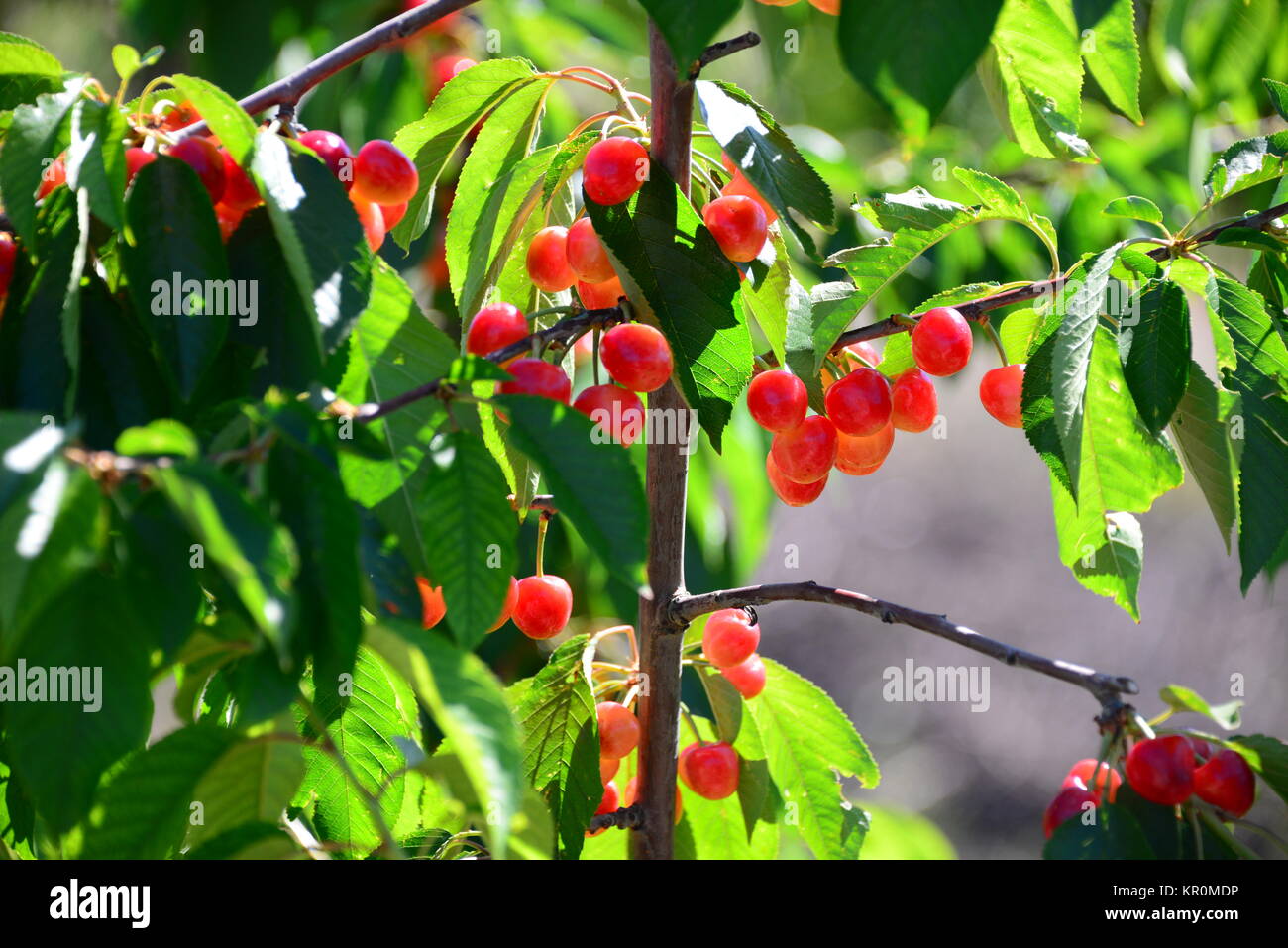 red cherries in spain Stock Photo Alamy