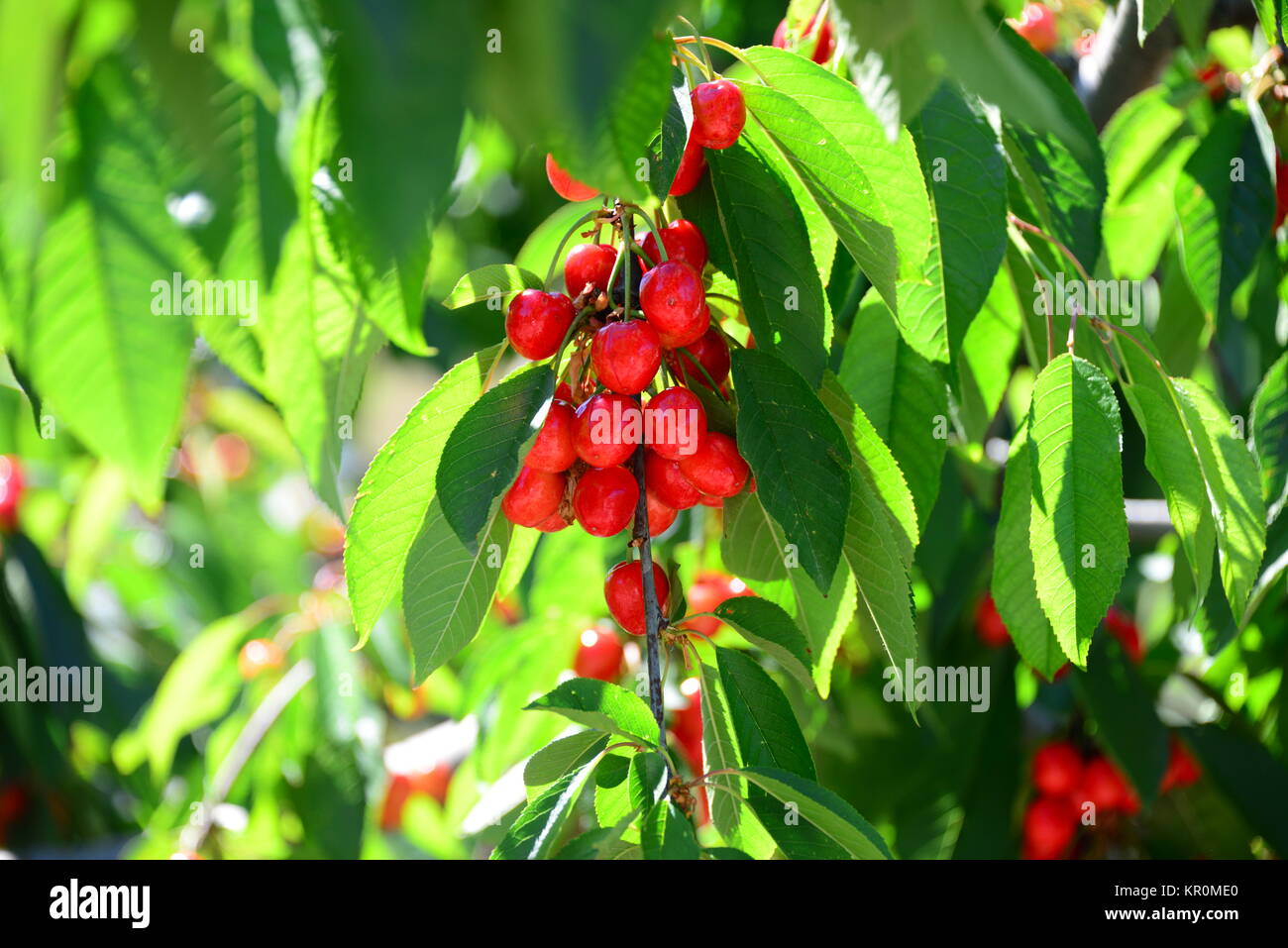 red cherries in spain Stock Photo Alamy