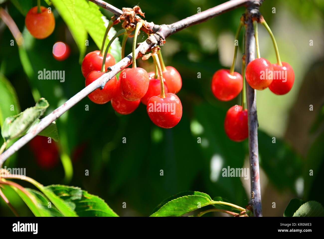 red cherries in spain Stock Photo Alamy