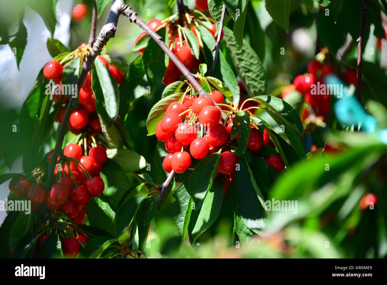 red cherries in spain Stock Photo Alamy