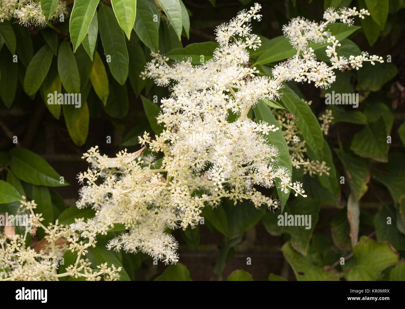 Pileostegia viburnoides flowers. Stock Photo