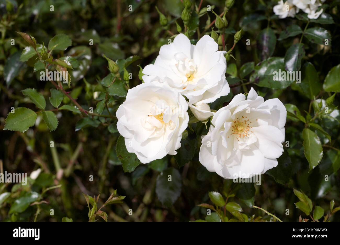 Rosa Flower Carpet White 'Noaschnee', Stock Photo