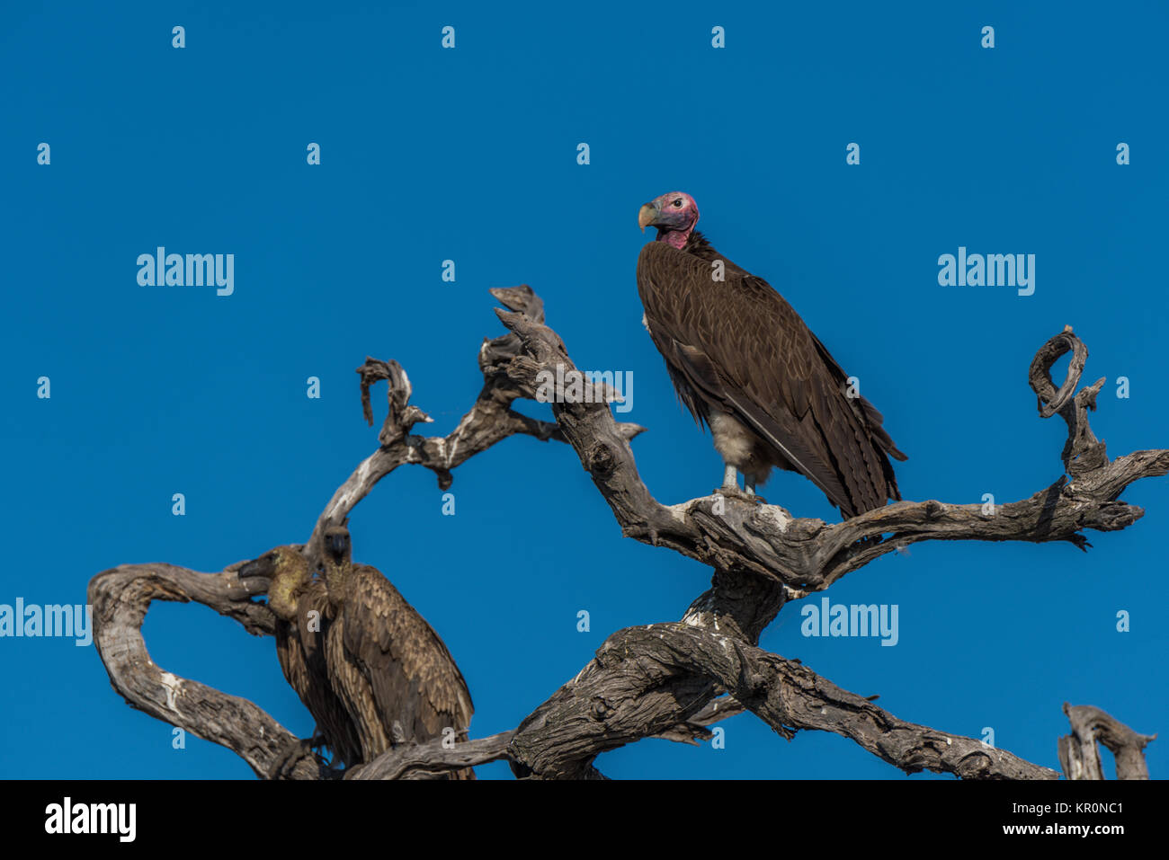Lappetfaced vulture on dead tree in sunshine Stock Photo Alamy