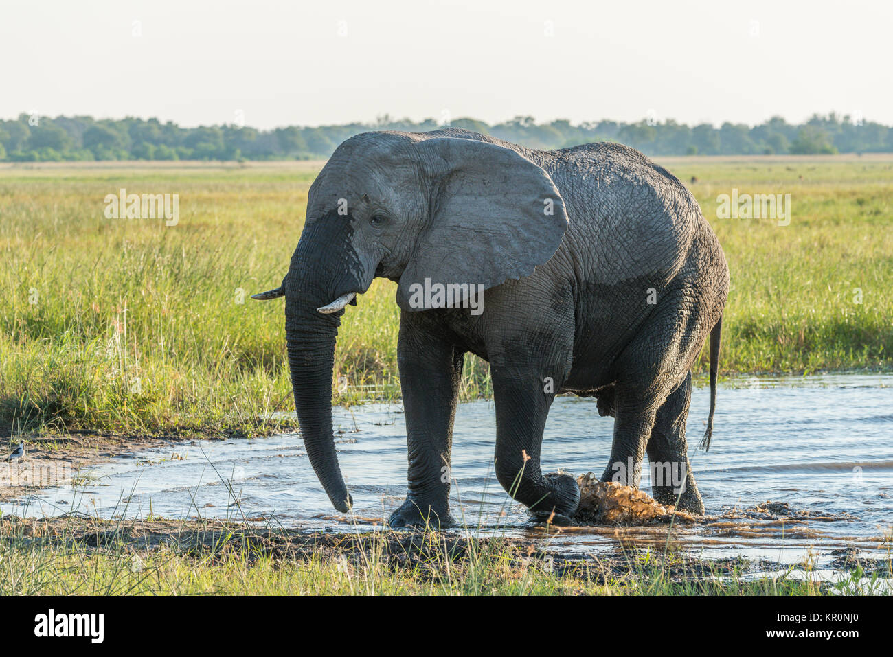 Elephant leaving shallow river in golden light Stock Photo - Alamy