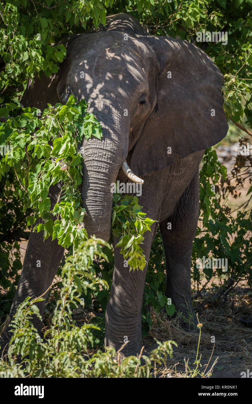 Elephant standing in bushes in dappled sunlight Stock Photo - Alamy