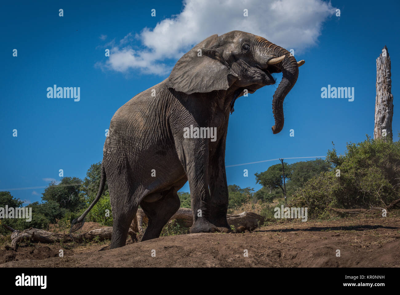 Elephant climbing earth bank beside dead tree Stock Photo Alamy