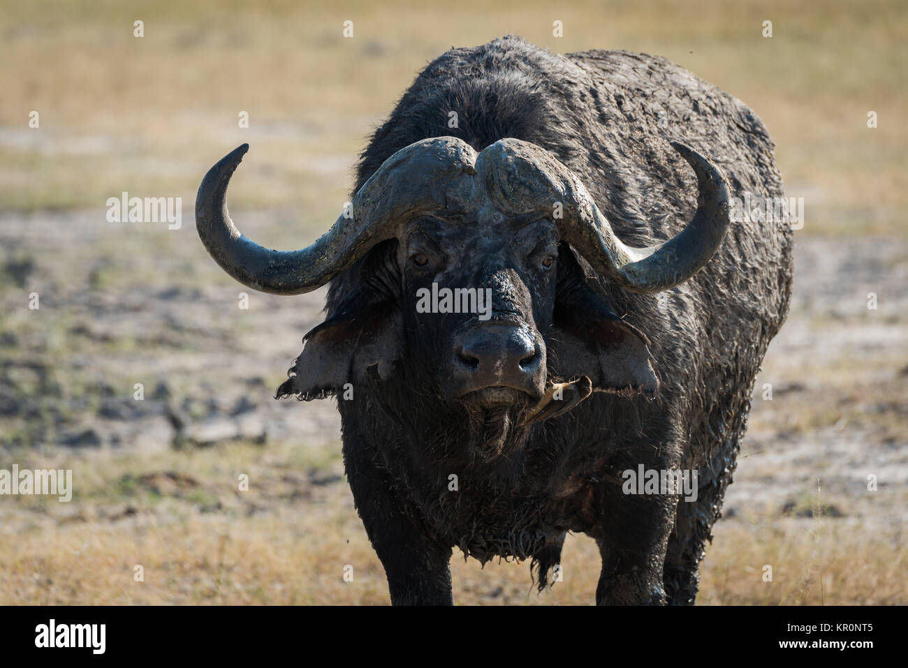 Close-up of Cape buffalo covered in mud Stock Photo