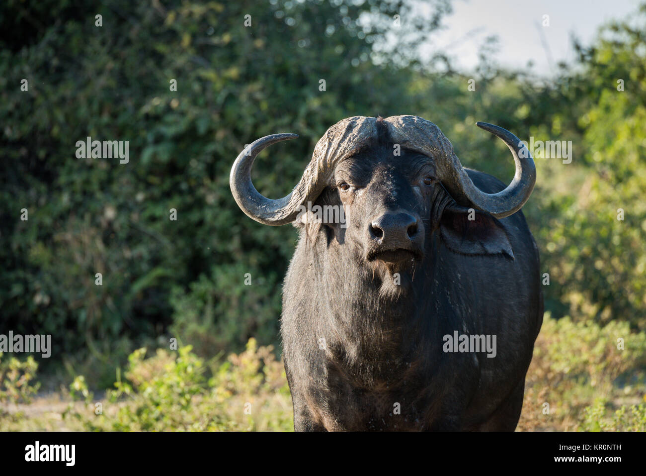 Close-up of Cape buffalo standing facing camera Stock Photo