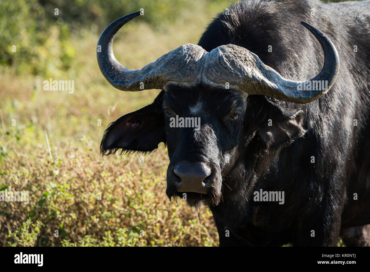 Close-up of Cape buffalo staring at camera Stock Photo